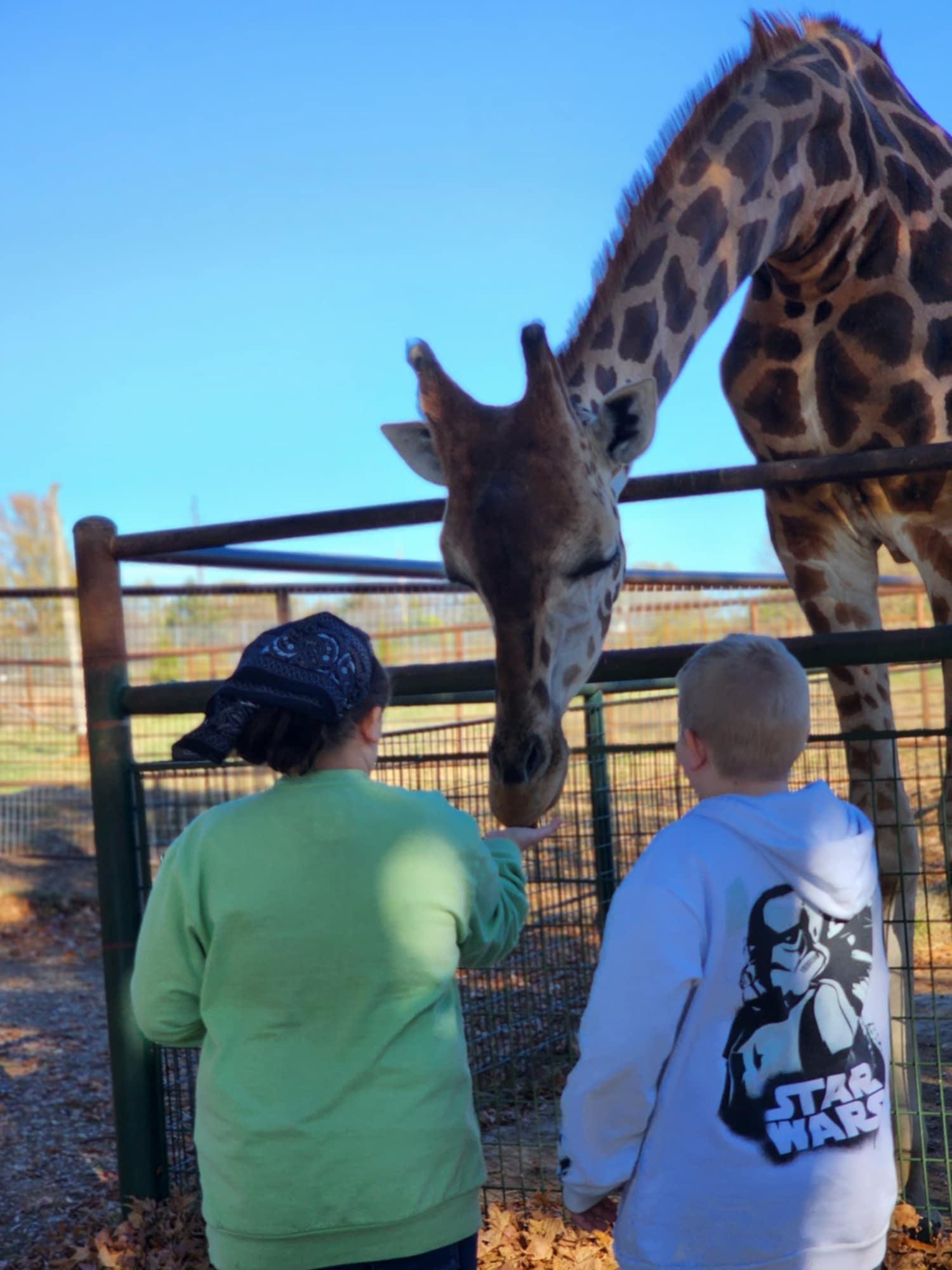 Explore Accessible Adventures at Wild Animal Safari